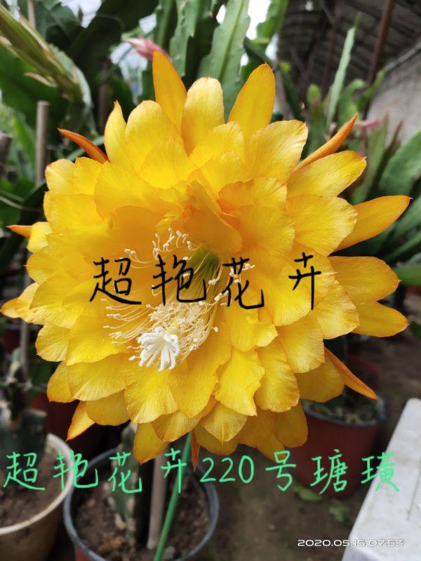 令箭荷花yellow tang瑭璜,货号220号