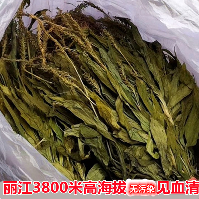 云南见血清中草药材 无污染500克包邮见血青羊耳蒜羊耳蒜见血莲