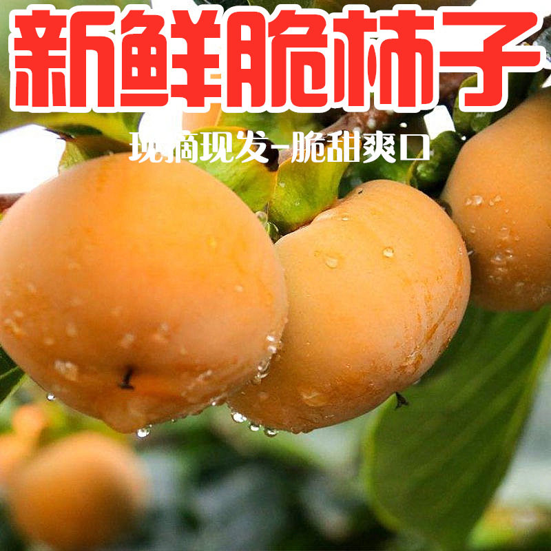 顺平脆柿子水果新鲜5斤当季整箱大果应季甜柿产地现摘现发柿包邮