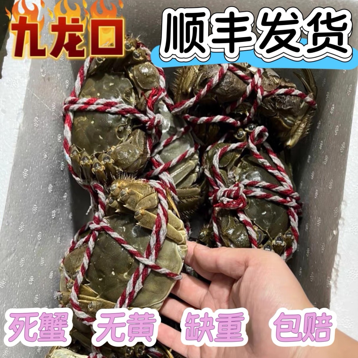 询问定制苗老板现捞建湖大闸蟹特大鲜活大螃蟹活蟹（禁止私拍）图片