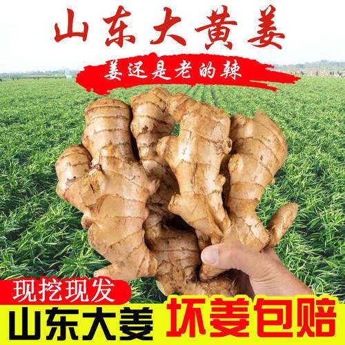 山东窖藏大黄姜新鲜生姜