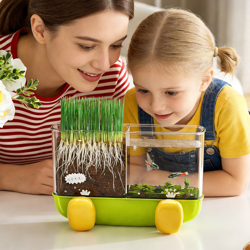 幼儿园植物观察箱小学生盆载种菜