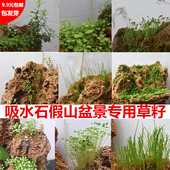 吸水石假山草籽上水石植物草子盆景微装 饰水陆缸鱼缸青苔水草种子