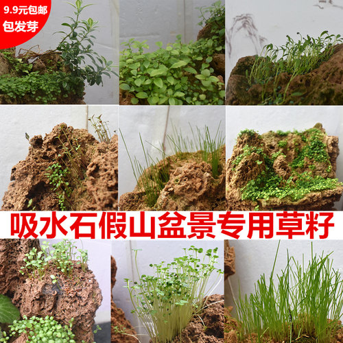 吸水石假山草籽植物盆景装饰