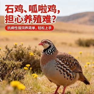 美国鹧鸪鸟活鸡嘎嘎鸡呱呱鸡人工养殖活物下蛋孵化鹧鸪包活包邮