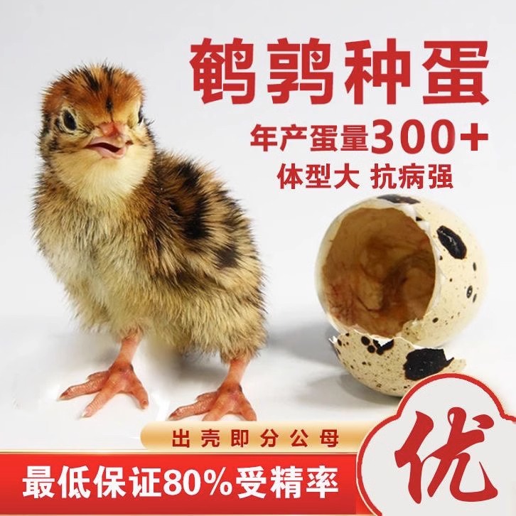 黄沙维鹌鹑种蛋巨型黄沙种蛋受精蛋可孵化宠物黄沙种蛋黄沙维麦脱