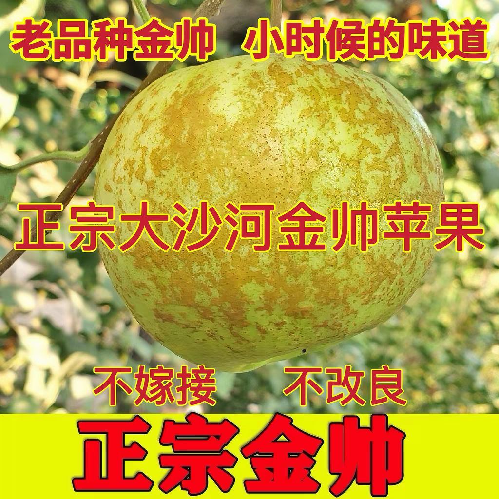 正宗老金帅丰县老品种