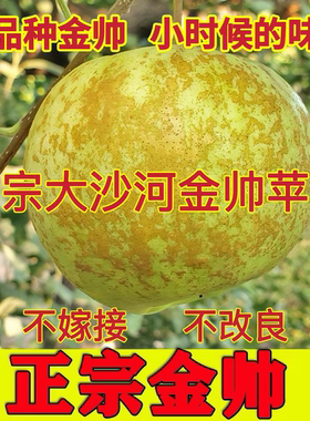正宗老金帅丰县老品种