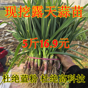 新鲜蒜苗大蒜紫红皮大蒜叶青蒜农家自种5斤当季蔬菜现挖现卖露天