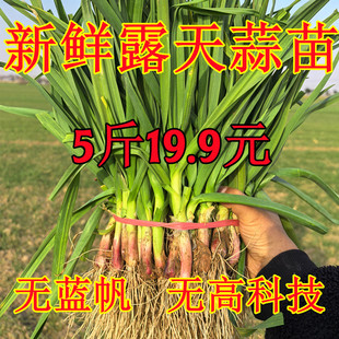 【无蓝帆】新鲜蒜苗大蒜紫红皮大蒜叶青蒜农家自种5斤现挖露天
