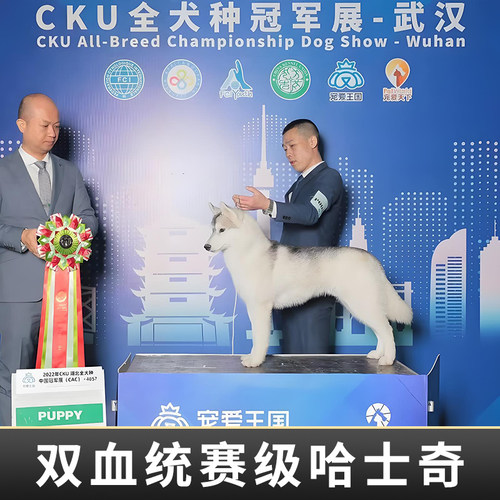 双血统哈士奇黑色眼睛梦幻烟灰色