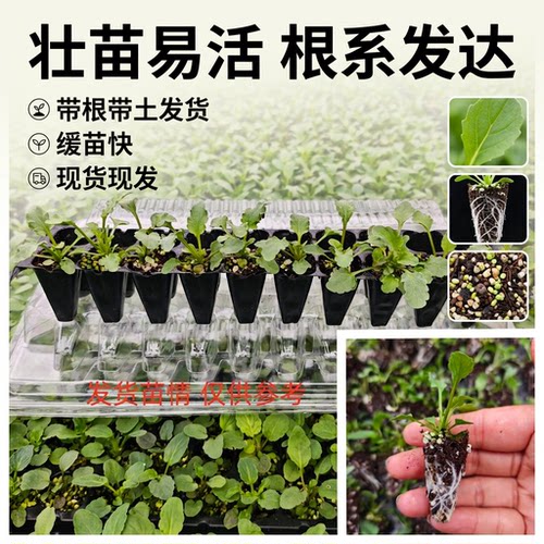 皱边角堇花苗200穴十个品种