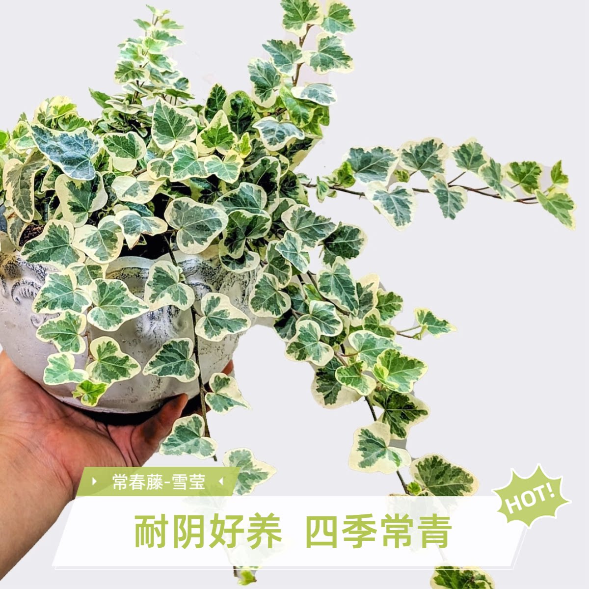 日本进口雪莹常春藤稀有白化尖叶网红ins风垂吊爬藤植物观叶耐阴