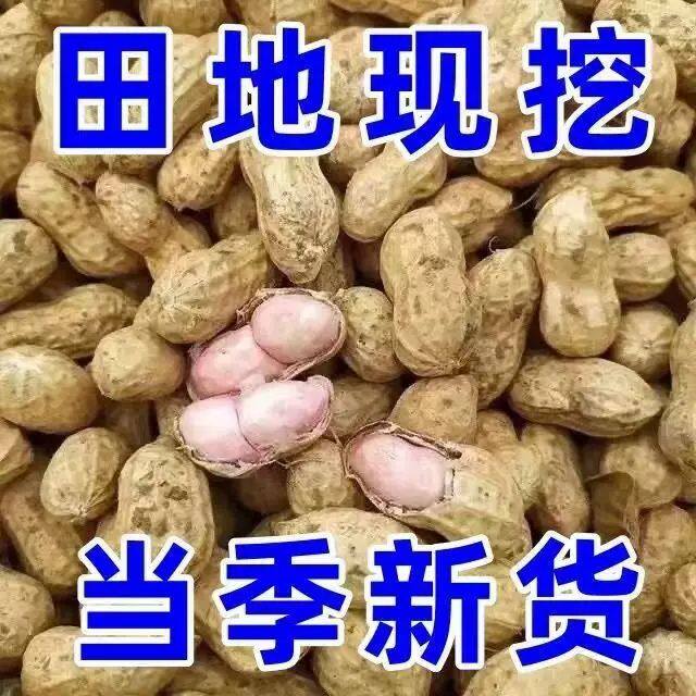 新鲜湿花生农家自种现挖带壳生花生原味粉皮带泥鲜花生可水煮花生