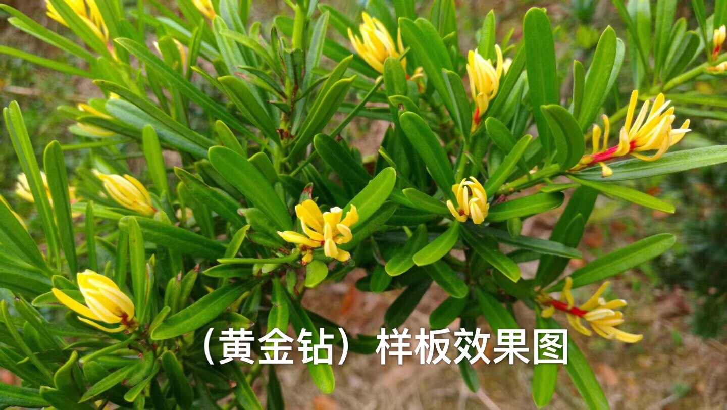 黄金钻罗汉松 正宗台湾黄金钻黄芽罗汉松树苗 小叶新品罗汉松盆景