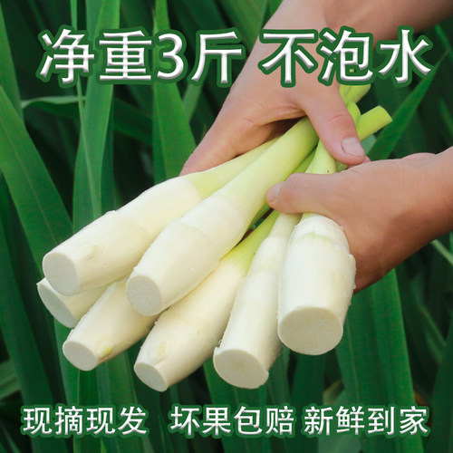 高山蔬菜新鲜采摘精品发货