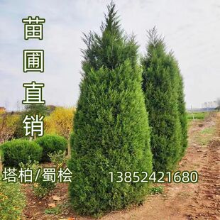 柏树苗 塔柏 塔松 松柏树苗侧柏 圆柏 宝塔松树苗 龙柏四季常青树