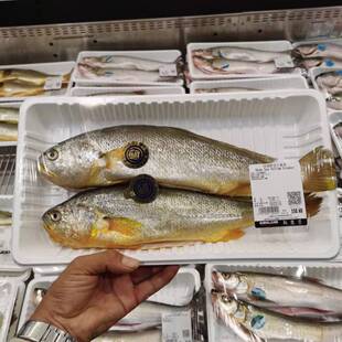 每天现买冰鲜冷鲜深海大黄鱼河鲜 海鲜水产野生costco代购开市客