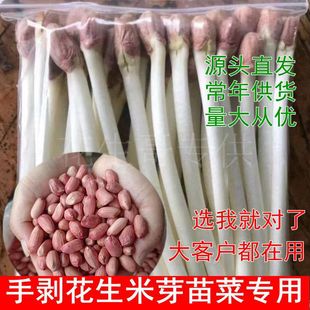 2025年新花生手剥大粒生花生米水培花生芽苗菜专用花育9616花育25