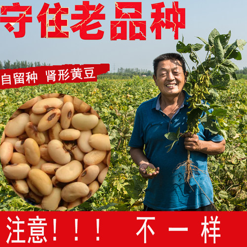 当季新非转基因黄豆农家自产