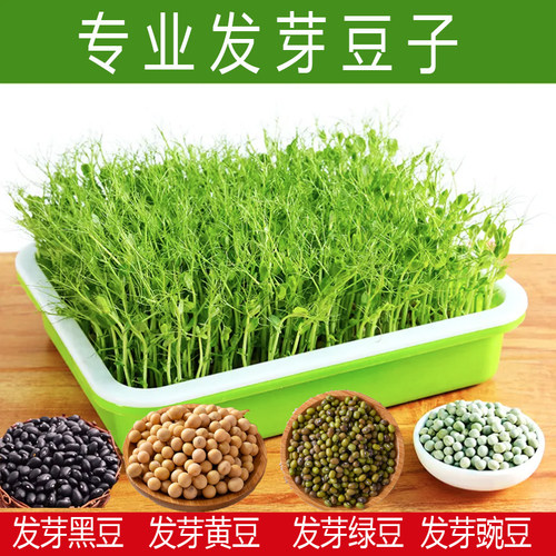 【发芽】当季新能可发芽专用黄豆原料芽豆小粒黄豆高农家种250g
