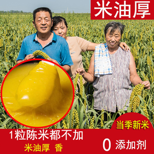 2025新5斤龙山小米脂食用级黄小米新米特香糯黄月子胃新米现磨