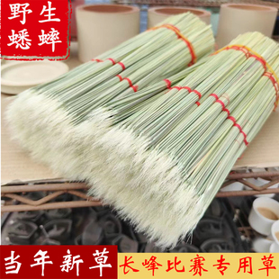蛐蛐草 蟋蟀草开牙草当年新草蟋蟀蛐蛐用品用具芡草打牙斗草草筒