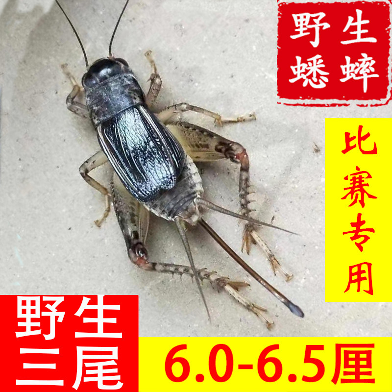 山东野生蛐蛐三尾蟋蟀宁阳斗活虫活物母子精品活体大号盖母翅子 - 实物图