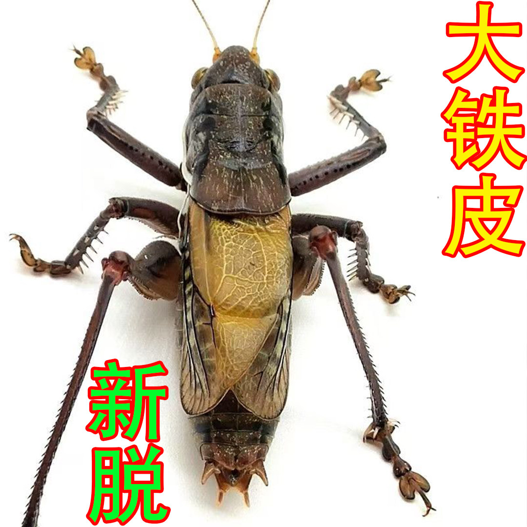 蝈蝈活虫精品带笼子鸣虫高端新脱铁皮天津绿翡翠平谷家养春蝈蝈