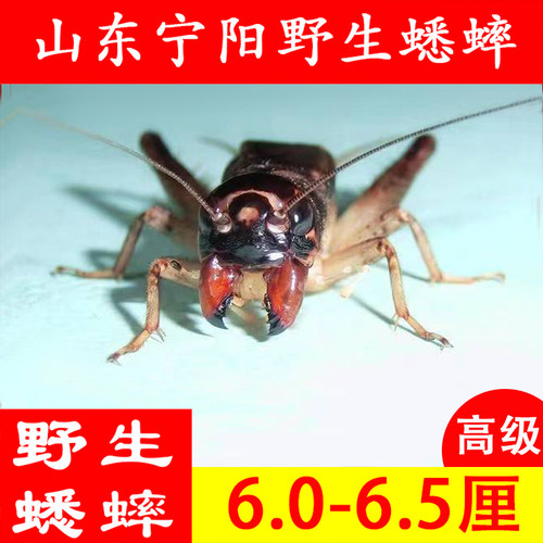 山东宁阳野生蟋蟀活体斗蛐蛐大牙