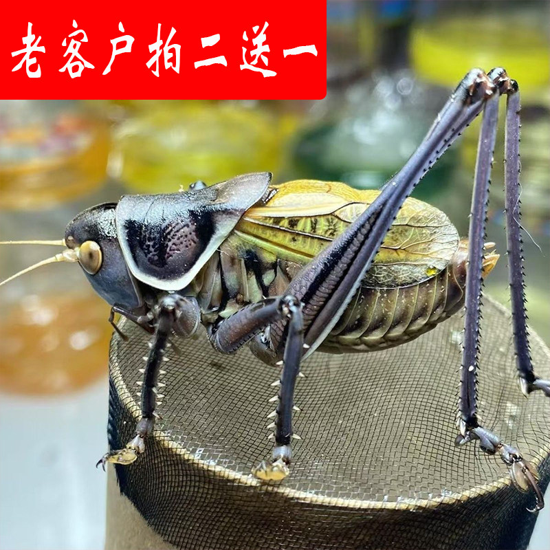 新脱春蝈蝈活虫带笼子翡翠铁皮野生鸣虫平谷山青大号高端家养宠物,宠物/宠物食品及用品,特色爬宠/鸣虫,淘宝优惠券,粉丝福利购,淘宝优惠卷