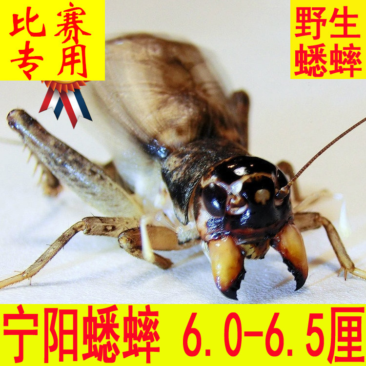 野生蟋蟀精品大头大牙宁阳蛐蛐