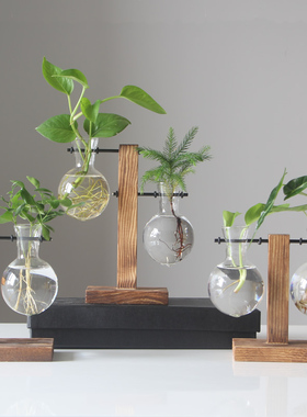 玻璃绿萝植物桌面容器家居装饰