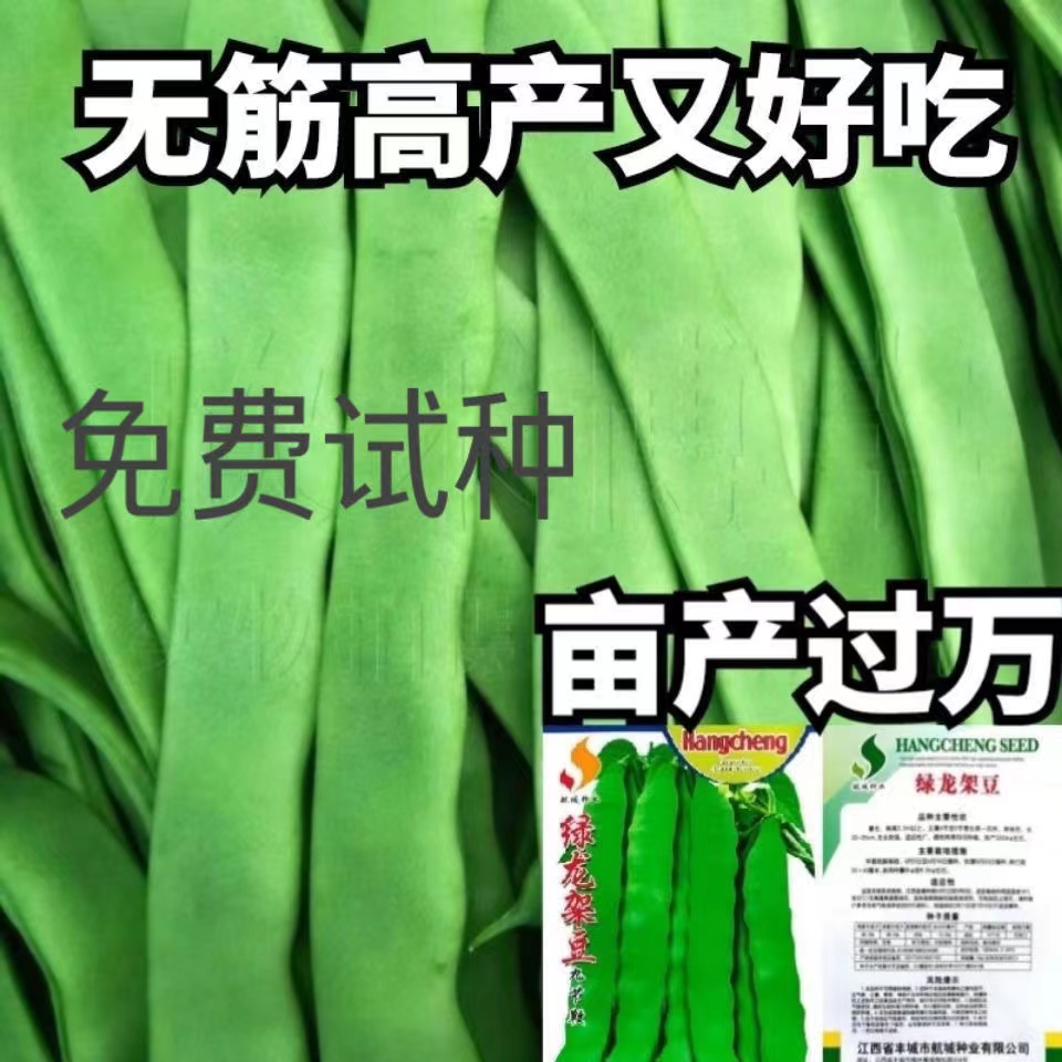 高产宽扁芸豆种子无筋架豆三扁