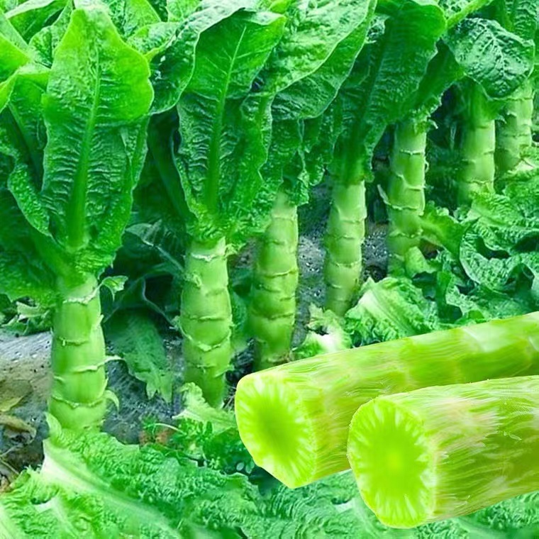 四季莴笋种子青皮绿肉香窝笋莴苣孑高产耐热耐寒春秋播种蔬菜种籽