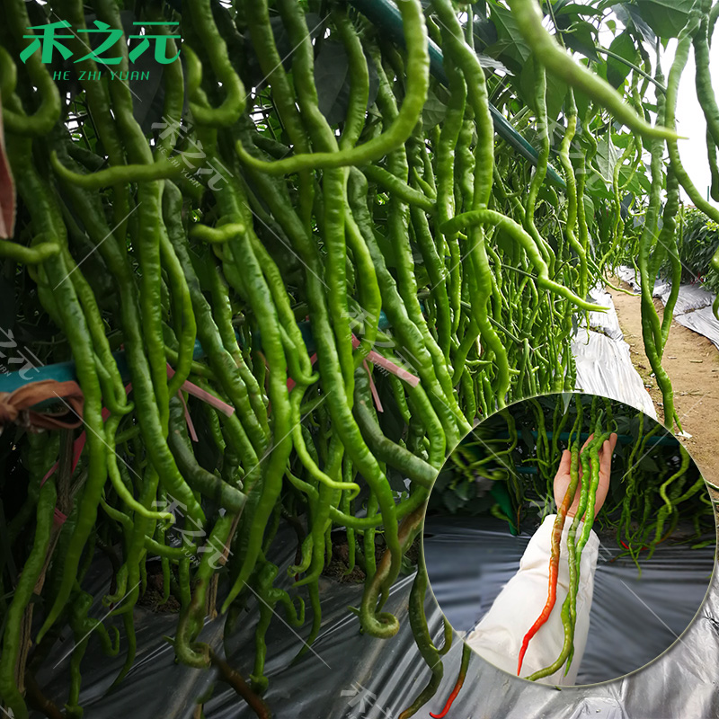 螺丝线椒种子农家基地种苗大型蔬果长辣椒种籽种孑线椒蔬菜四季苗-封面