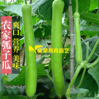 纯丰春季庭院蔬菜种子