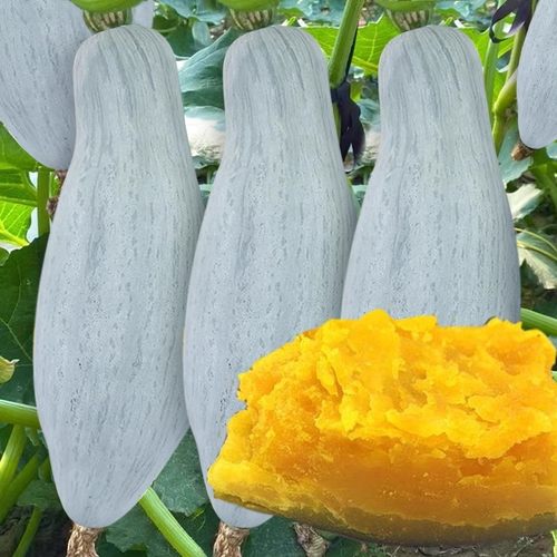 金丝栗瓜种子新疆贵族粉糯香甜