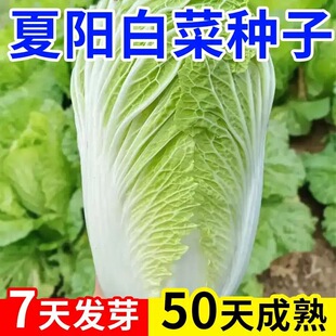夏阳大白菜种子夏天种的菜50天早熟抗热耐高温夏季蔬菜种籽孑盆栽