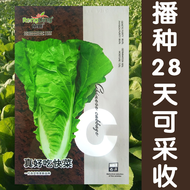 真好吃快菜种子奶油小白菜籽四季播快菜春夏秋冬季种青蔬菜孑阳台