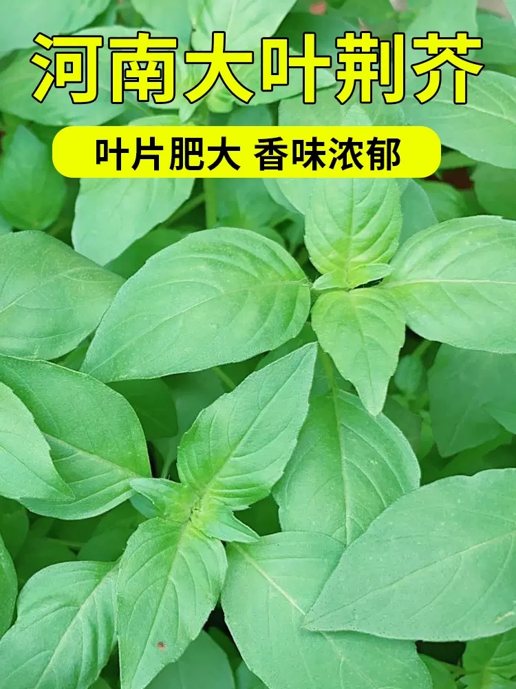 荆芥种子大叶河南罗勒种孑四季