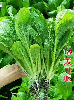 小白菜种子四季水培阳台盆栽