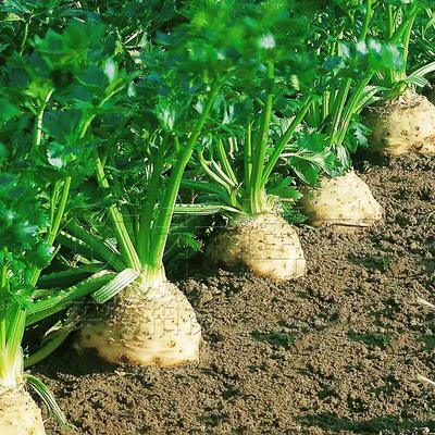 秋冬季芹菜种籽球根盆栽庭院