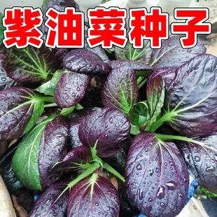 紫贝油菜种籽紫色红油菜种孑盆栽小青菜四季菜园种植秋后蔬菜种子
