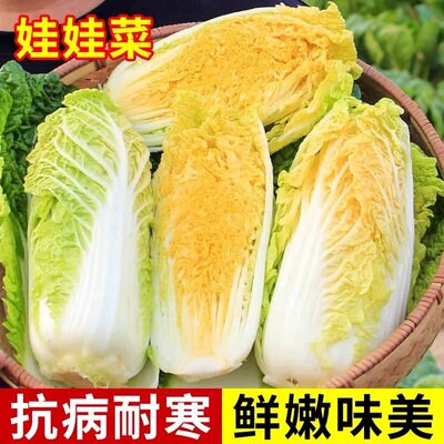 四季金娃娃菜种子耐寒脆嫩正宗