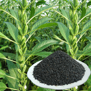 优质黑芝麻种子春季夏季白芝麻种籽生的耐热农家庭院简单蔬菜种孑