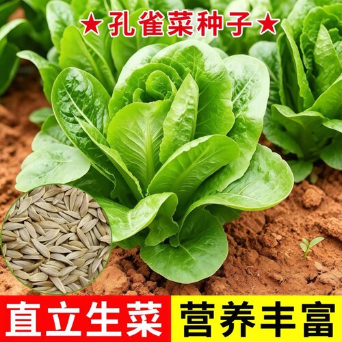 孔雀菜罗马直立生菜种子高钙好吃
