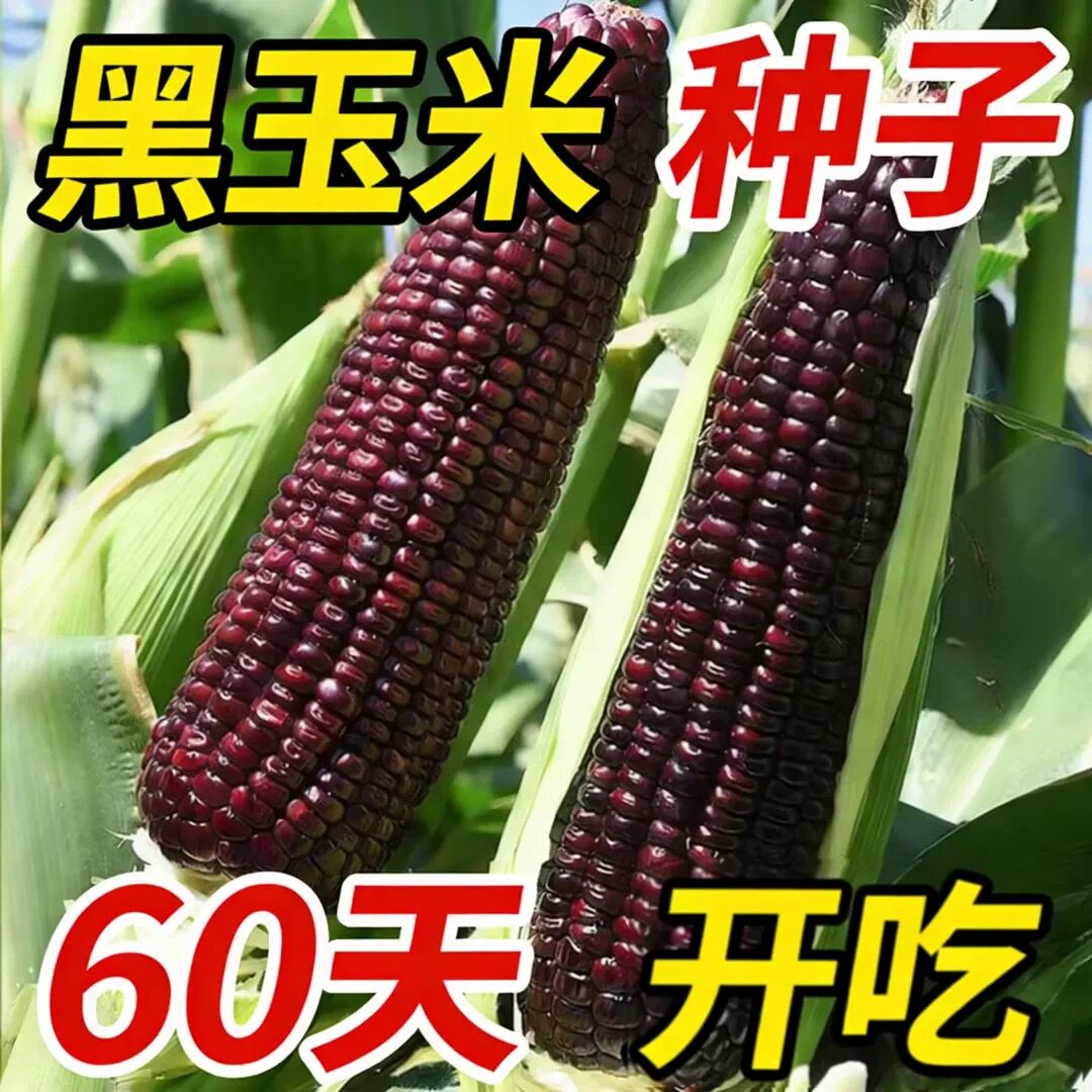 黑甜糯玉米种子高产大棒非转基因可大面积种阳台盆栽四季蔬菜种子