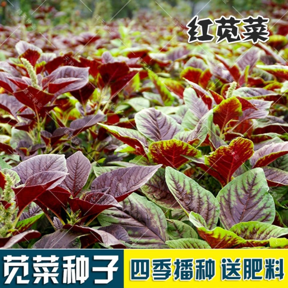 红苋菜种籽 新花红苋菜种子红圆叶苋菜 阳台盆栽 春夏秋四季种植