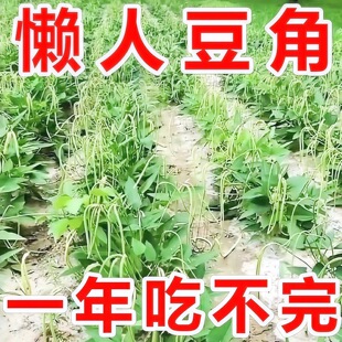无架长豆角种子全国可种生长周期短坐果密集不用搭架轻松收获满满